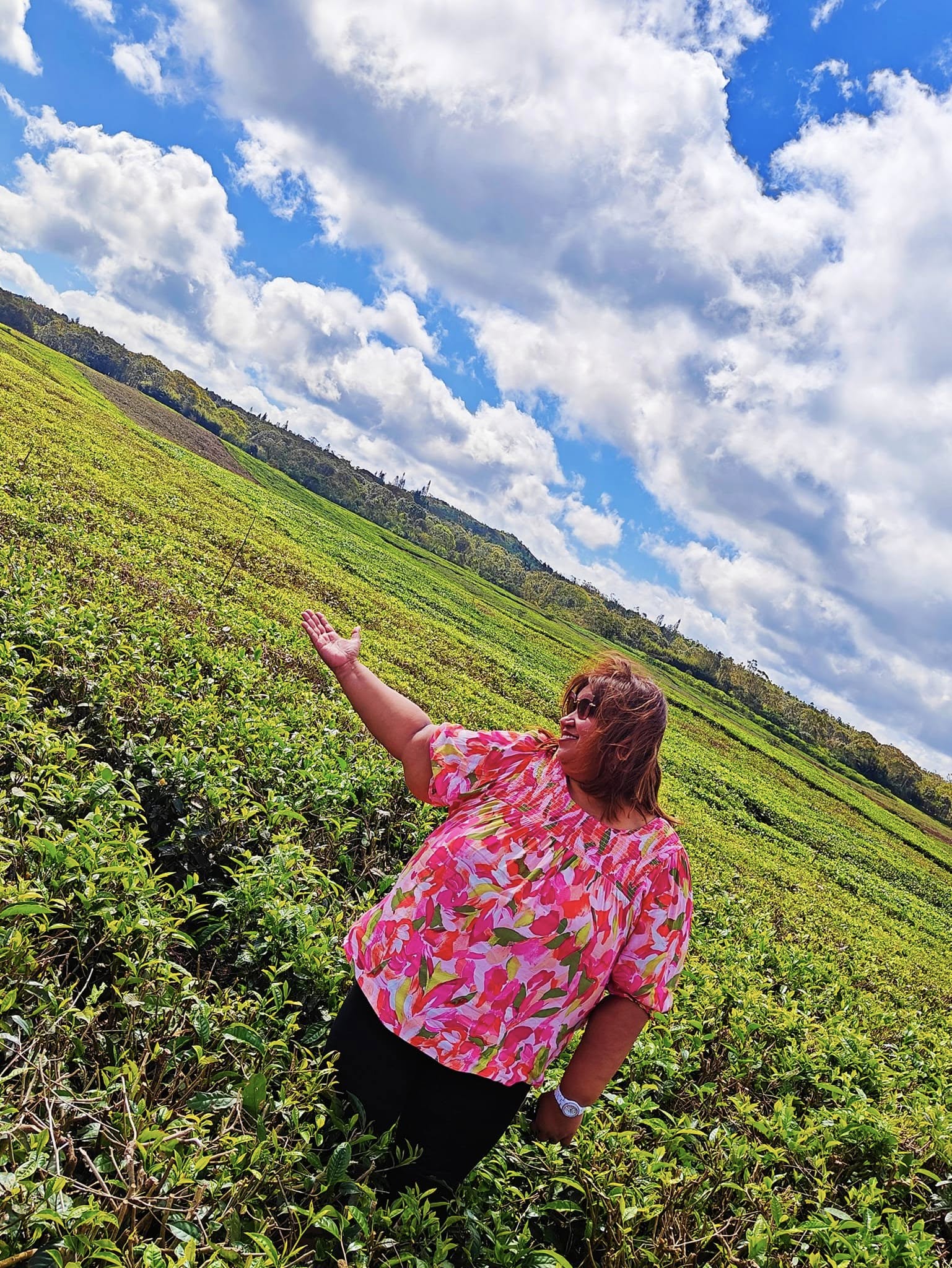 Tea estates in North Mauritius surrounded by lush greenery